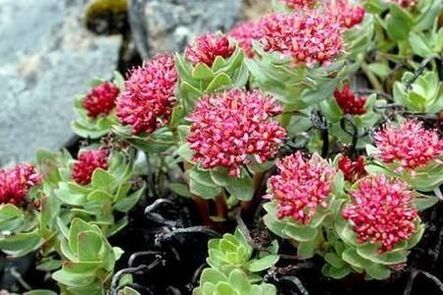 Rhodiola pembesi tentür gücünü arttırmaya hazırlamak için